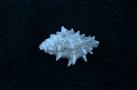 藏品(骨螺)的圖片